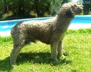 Aroa